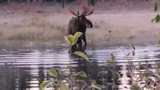 Incredibly Close Moose Encounter