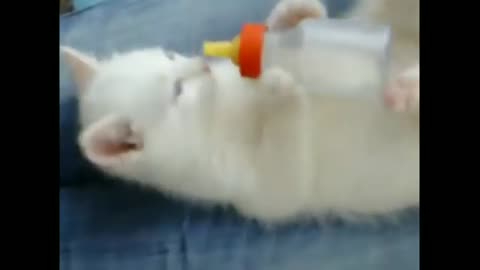 The most cute and funny cats