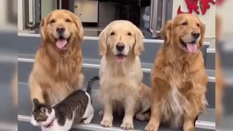 Dog brings out cat for family picture and it's the cutest thing ever