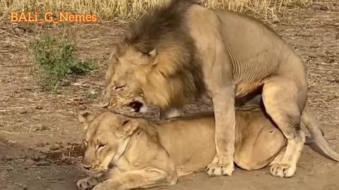 Best Scean Lion Sex Video. New Lion Sex Video. Viral Lion Sex Video