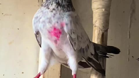 Ustad Ch Amjad's Pigeons In DHA Karachi Watch In HD Urdu/Hindi #pigeons #pakistanpigeonassociation