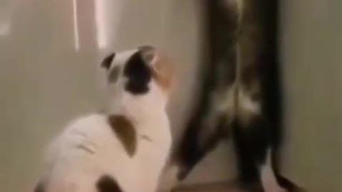 scared cat ( must see )🤣😂