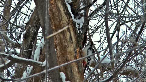 woodpecker,winter,siberia,nature,snow,silence,frost,trees,forest