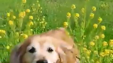 Cute little golden retrievers 🐕 🐶 😍