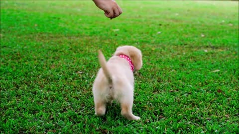cute adorable puppies stock footages