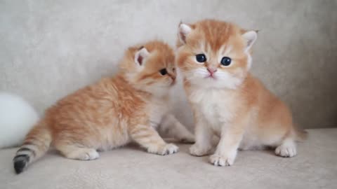 yellow and cute kittens of the world see wow