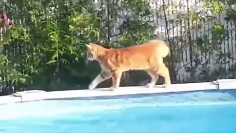 #cat# dog#funny moments videos cat vs water