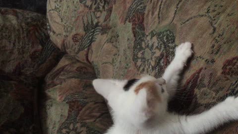 Kitten pouncing play time!!