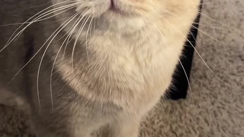 Cute Cat Meowing 🤗 Follow me