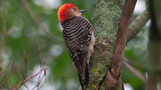 A red-bellied woodpecker has incredible skills to listens to his lunch