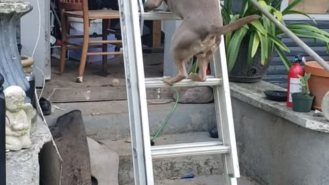 Dog Climbs Ladder Up to Attic