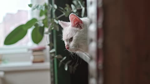 cat video । cat at book shelf - naimdesignstudio