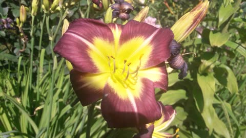 Purple daylily