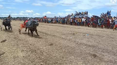 Traditional carabao racing in the phillipines...