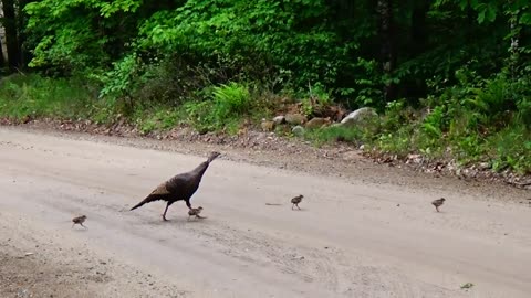 Hen and Poults