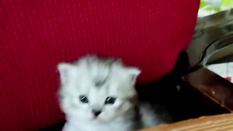 A little cute kitty with small mustache and beby face | Lazy Cats