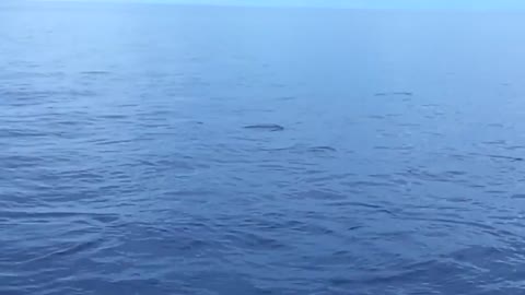 Dolphins Are Also Smart