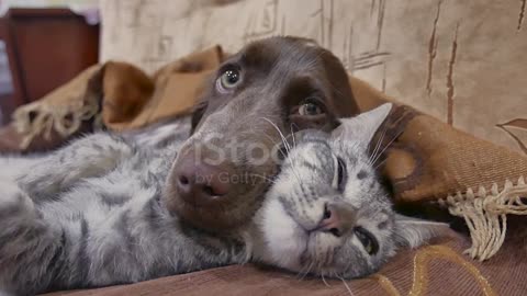 Cute dog and cat