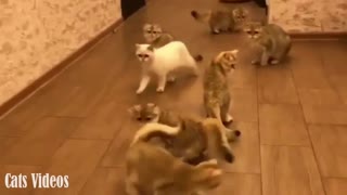 9 Cats Run Behind The Laser point At home In A comedy
