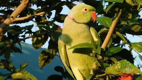 Parrot calling sound