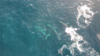 Humpback Whales and Dolphins - Bremer Bay - Western Australia