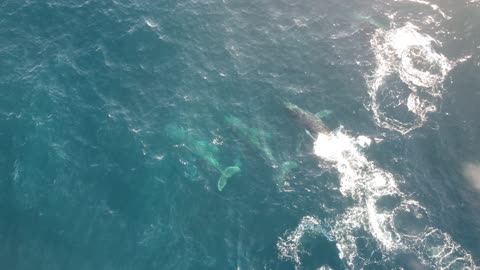 Humpback Whales and Dolphins - Bremer Bay - Western Australia