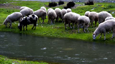 Wild sheep grazing by a river
