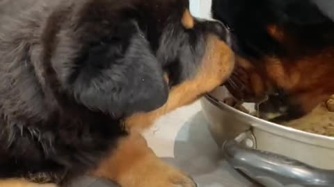 A dog mother protects her food and ignores her cubs