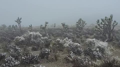 Desert fog