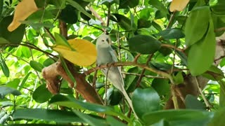 Bird in a botanic garden