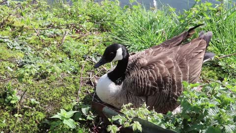Female Duck Puts Out Her Eggs Underneeth Her