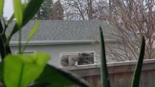 Squirrel running on the top ong the fence then stop to look inside the house through the window
