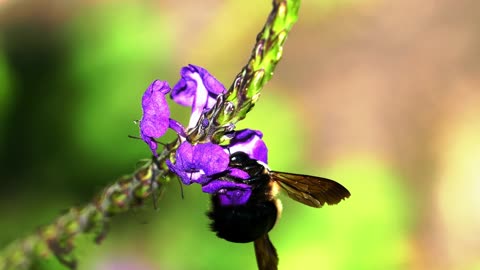 How bees fast collect nectar to make honey ( A close-up video film )