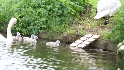 Mute Swan Family with 10 Cygnets Crossing the Road