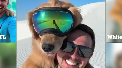 The Best dog selfie 🤳 compilation.