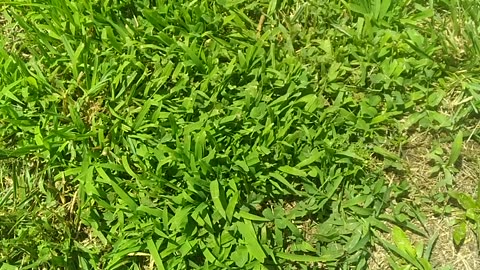 What Is "Crabgrass" & How Does Crabgrass Appear?