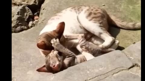 Mother Cat and Cute Kittens