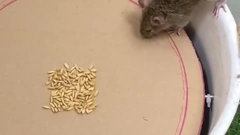 Awesome mousetrap ideas from cardboard and plastic