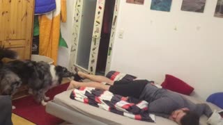 Australian Shepherd helps out owner after a hard day at work