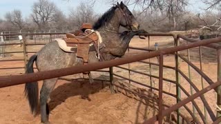 Ranch Horse Takes a Rest