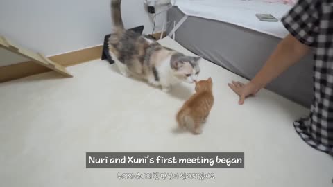 Introducing a New Kitten to the Big Cats for the First Time