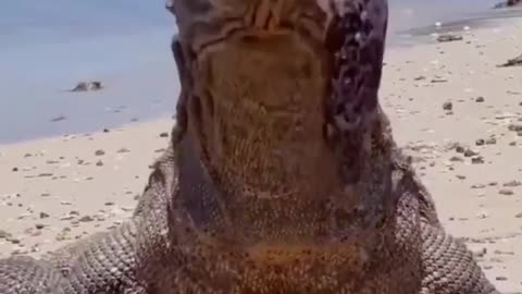 Komodo Dragon The Last Dragon On Earth! #komodo #animal #video