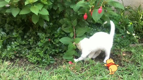 Cat's incredible search in bushes.