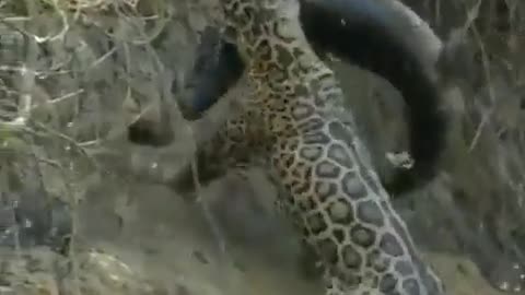 Jaguar Hunts Crocodile