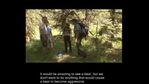 Bears - Rocky Mountain National Park