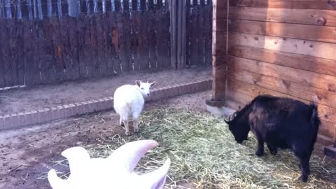 Feeding goats