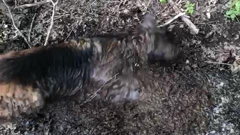 Dog Gives Himself a Mud Bath