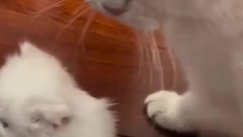 cute cats video