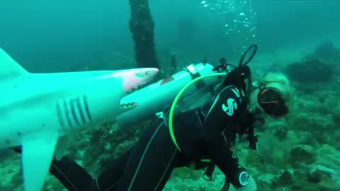 Great white Shark Attack