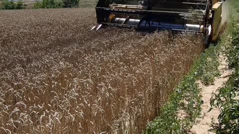 Harvesting wheat with New Holland